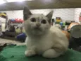 Gatinhos
