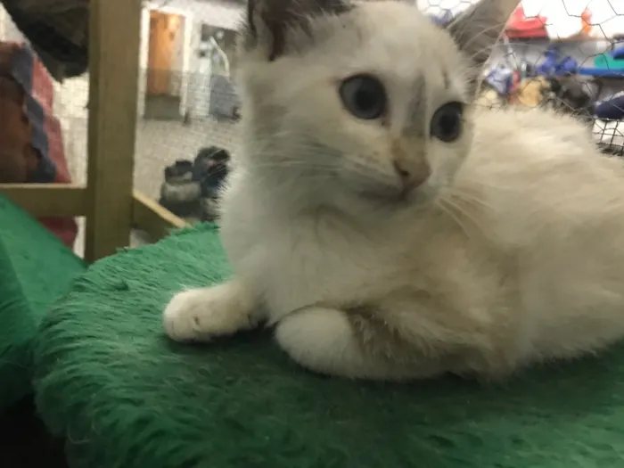 Gato ra a  idade 2 a 6 meses nome Gatinhos