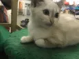 Gatinhos