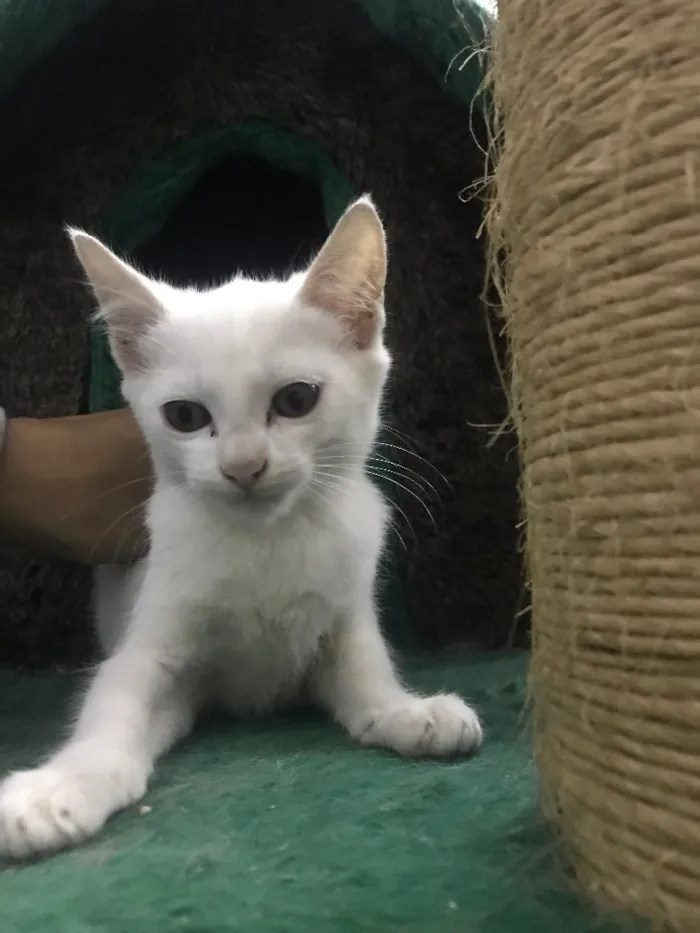 Gato ra a  idade 2 a 6 meses nome Gatinhos