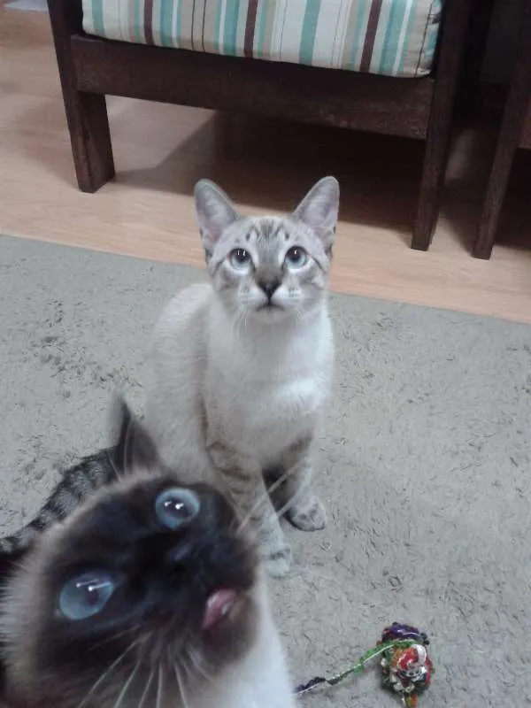 Gato ra a Siamês idade 2 a 6 meses nome Bono