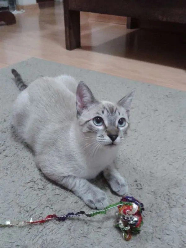 Gato ra a Siamês idade 2 a 6 meses nome Bono