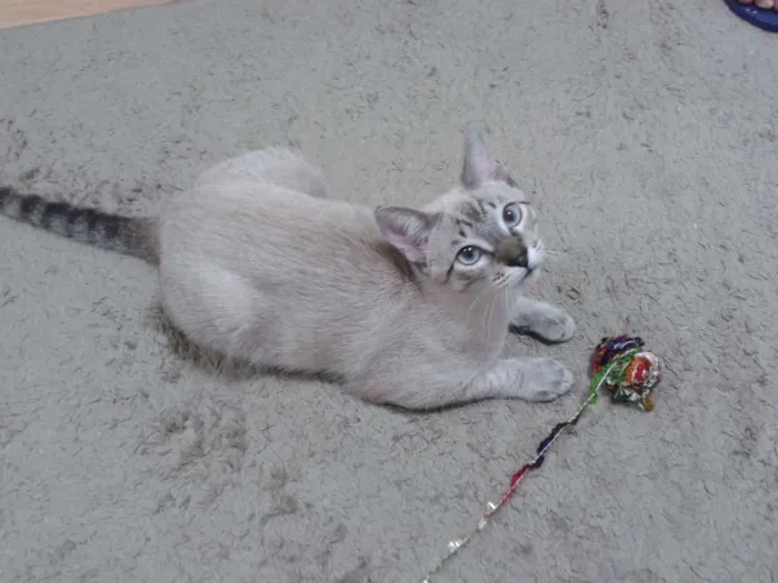 Gato ra a Siamês idade 2 a 6 meses nome Bono