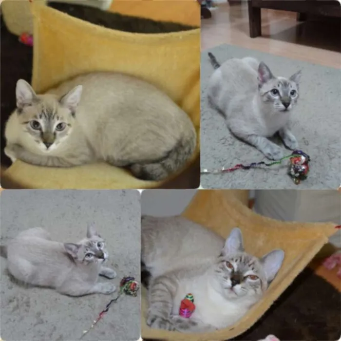 Gato ra a Siamês idade 2 a 6 meses nome Bono