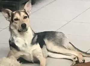 Cachorro raça  idade 7 a 11 meses nome Thor