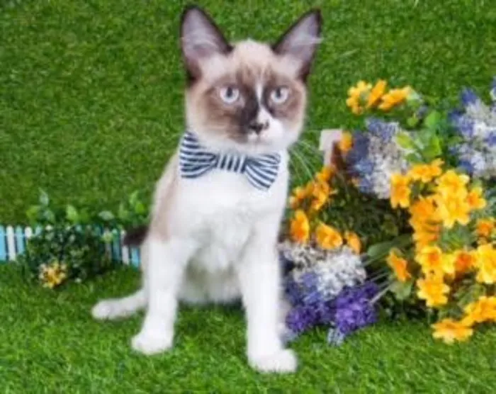 Gato ra a Siamês idade 2 a 6 meses nome Gatinho Siamês