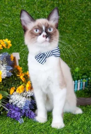 Gato raça Siamês idade 2 a 6 meses nome Gatinho Siamês