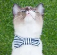 Gatinho Siamês