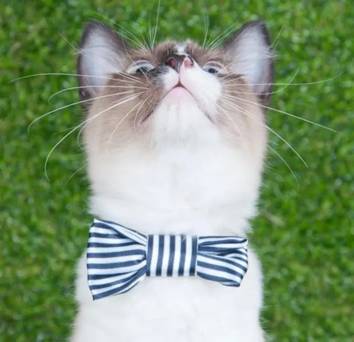 Gato ra a Siamês idade 2 a 6 meses nome Gatinho Siamês