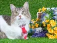 Gatinho Siamês