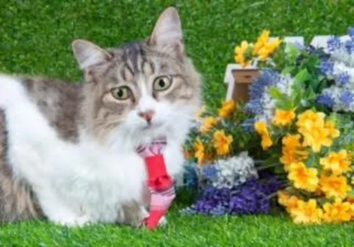 Gato ra a Mix de Siamês idade 2 a 6 meses nome Gatinho Siamês