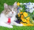 Gatinho Siamês