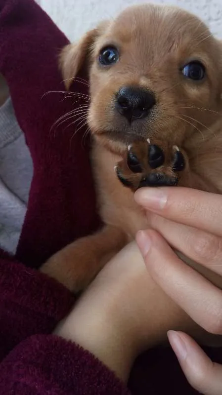 Cachorro raça  idade Abaixo de 2 meses nome Sem Nome
