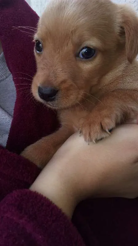 Cachorro raça  idade Abaixo de 2 meses nome Sem Nome