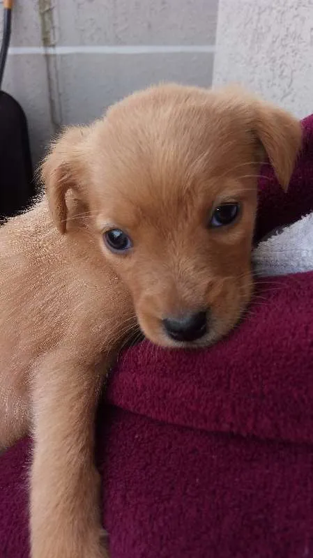 Cachorro raça  idade Abaixo de 2 meses nome Sem Nome