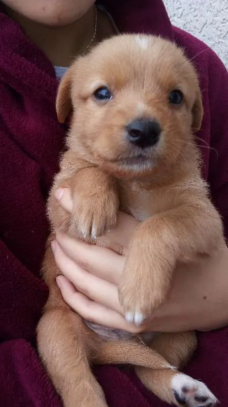 Cachorro raça  idade Abaixo de 2 meses nome Sem Nome