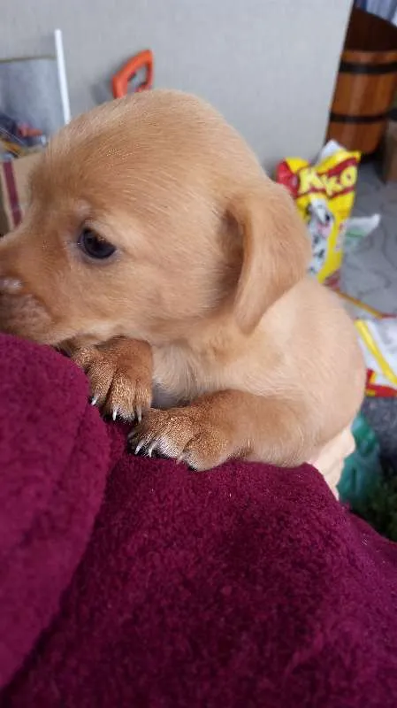Cachorro raça  idade Abaixo de 2 meses nome Sem Nome