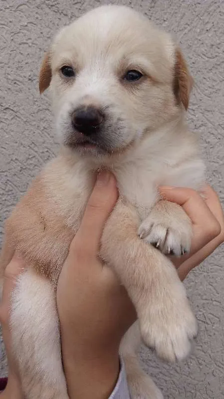 Cachorro raça  idade Abaixo de 2 meses nome Sem Nome