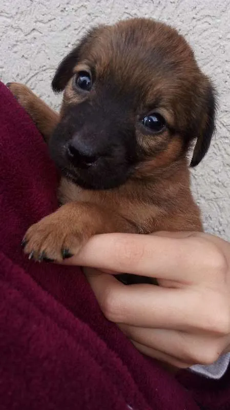 Cachorro raça  idade Abaixo de 2 meses nome Sem Nome