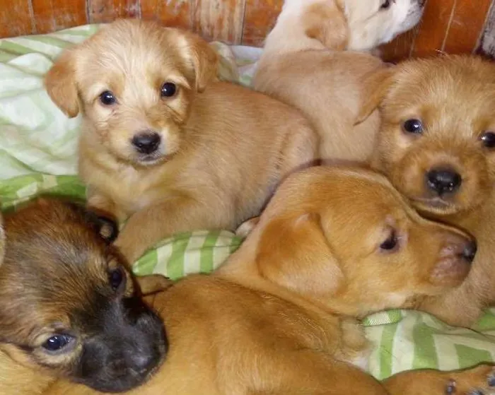 Cachorro raça  idade Abaixo de 2 meses nome Sem Nome