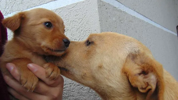 Cachorro raça  idade Abaixo de 2 meses nome Sem Nome