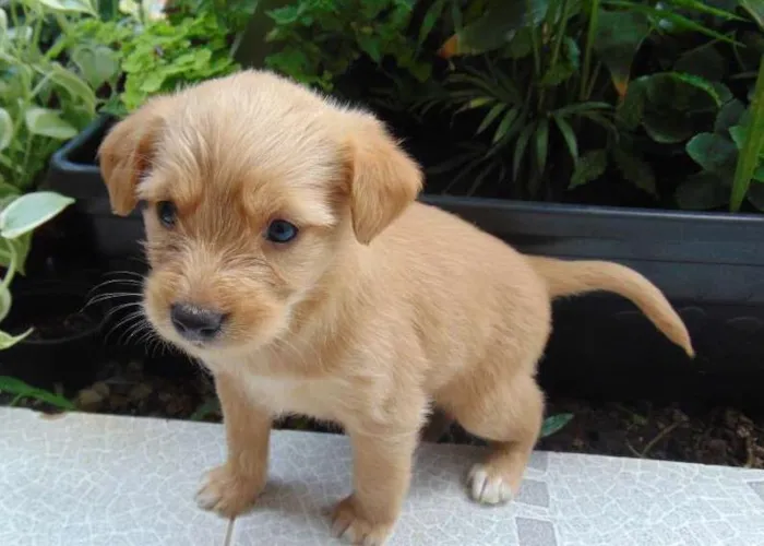 Cachorro raça  idade Abaixo de 2 meses nome Sem Nome