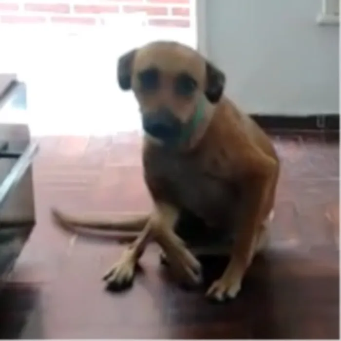 Cachorro ra a Vira-Lata idade 1 ano nome Rosa