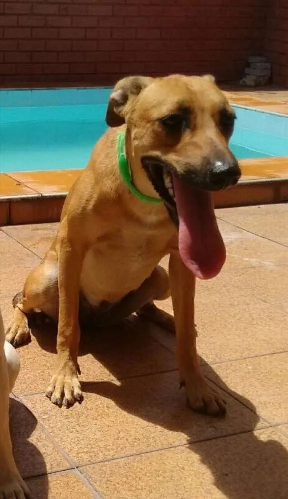 Cachorro ra a Vira-Lata idade 1 ano nome Rosa