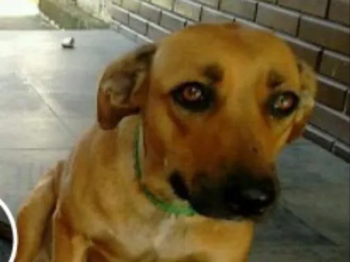 Cachorro ra a Vira-Lata idade 1 ano nome Rosa