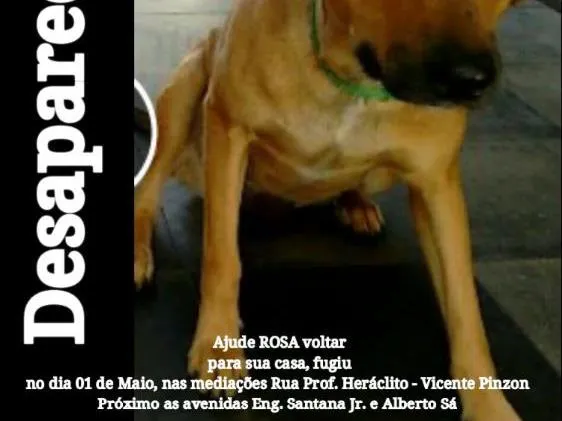 Cachorro ra a Vira-Lata idade 1 ano nome Rosa