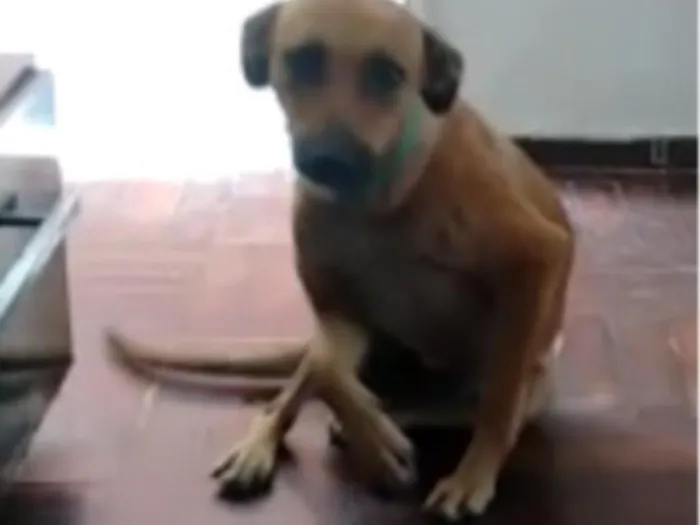 Cachorro ra a Vira-Lata idade 1 ano nome Rosa