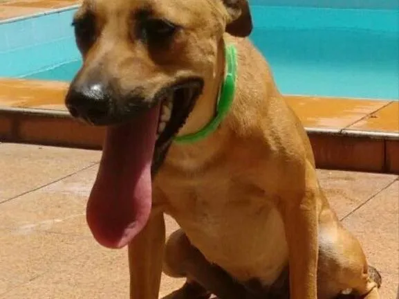 Cachorro ra a Vira-Lata idade 1 ano nome Rosa