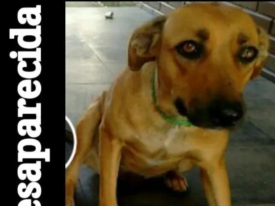 Cachorro ra a Vira-Lata idade 1 ano nome Rosa