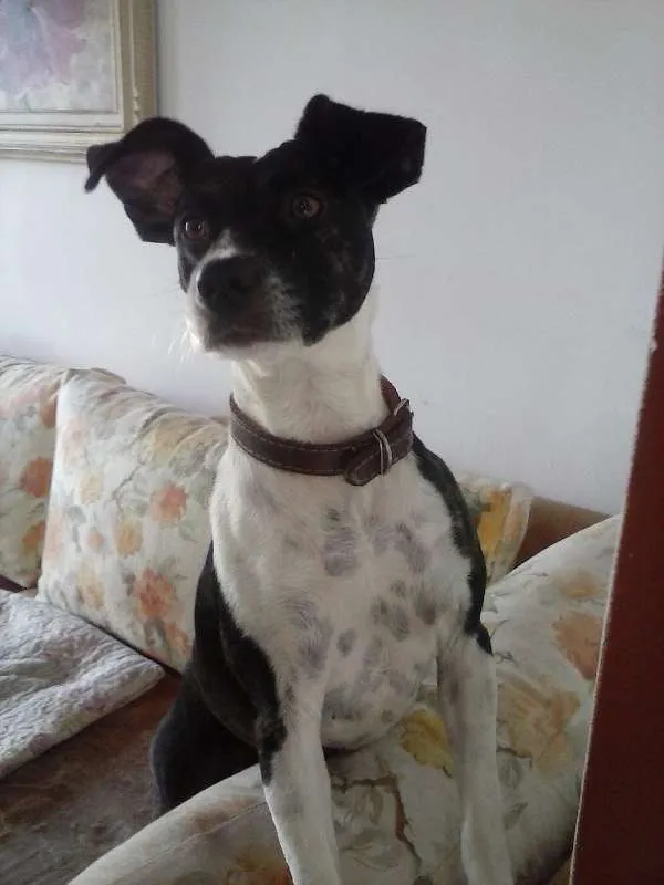 Cachorro ra a FÓX PAULISTINHA idade 4 anos nome NINA
