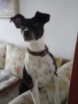 NINA