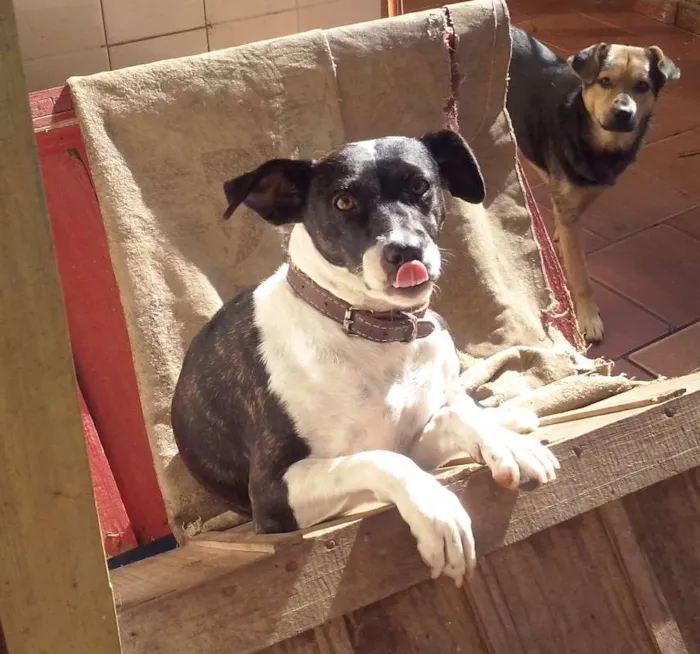 Cachorro ra a FÓX PAULISTINHA idade 4 anos nome NINA