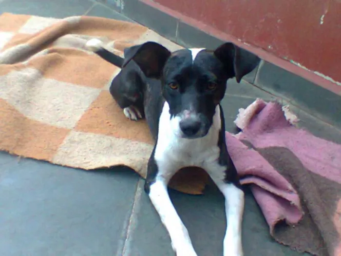 Cachorro ra a FÓX PAULISTINHA idade 4 anos nome NINA