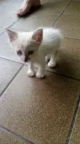 Mingau