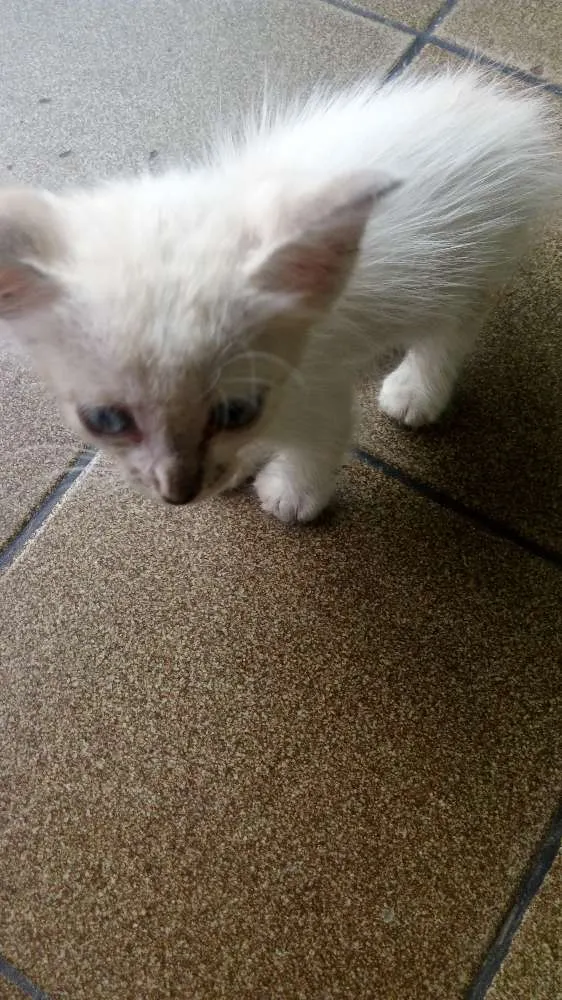 Gato ra a Viralata idade 2 a 6 meses nome Mingau