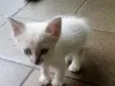 Mingau