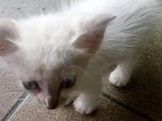 Gato ra a Viralata idade 2 a 6 meses nome Mingau