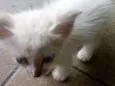 Mingau