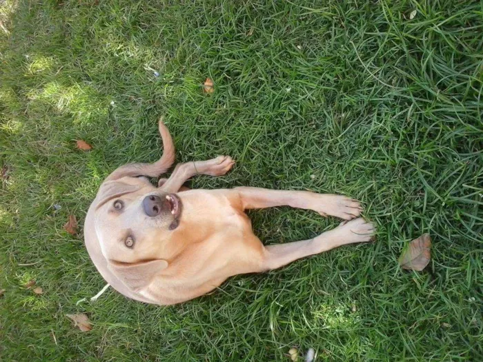 Cachorro ra a Labrador idade 2 a 6 meses nome Bores