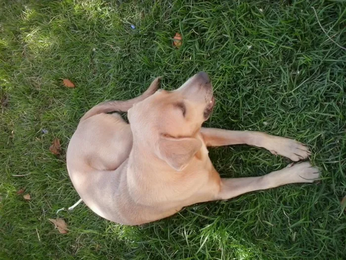 Cachorro ra a Labrador idade 2 a 6 meses nome Bores