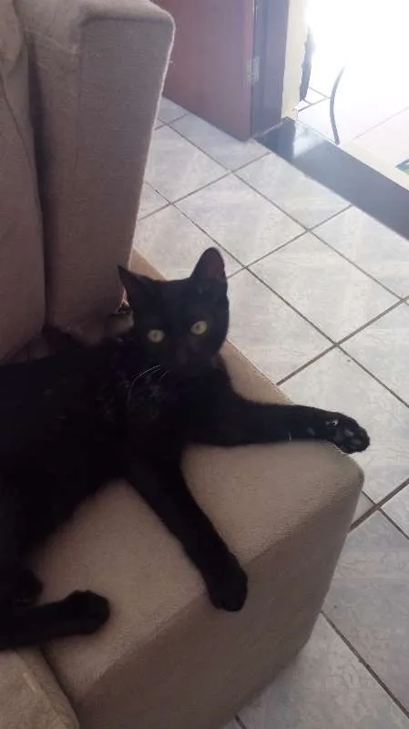 Gato ra a RND idade 7 a 11 meses nome Café