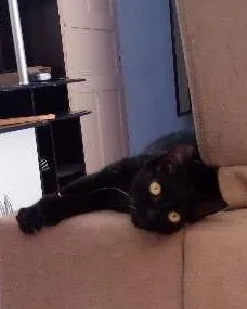 Gato ra a RND idade 7 a 11 meses nome Café