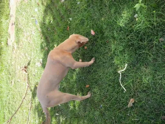 Cachorro ra a Labrador idade 2 a 6 meses nome Bores