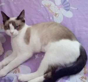 Gato raça Indefinido idade 7 a 11 meses nome Frisk