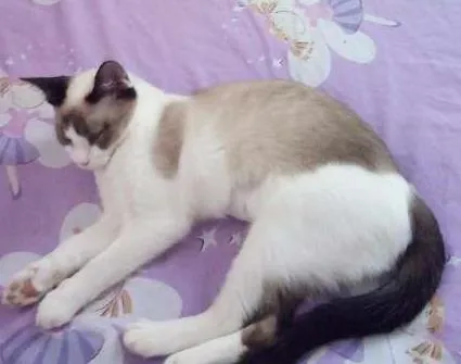 Gato ra a Indefinido idade 7 a 11 meses nome Frisk