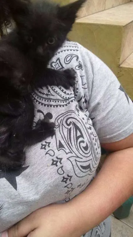 Gato ra a SRD idade 2 a 6 meses nome Sem nome